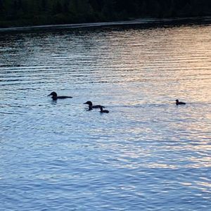 Meet your Posher, Joy